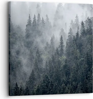 Produktbild von Bild auf Leinwand - Leinwandbild - Wald Baum Natur - 30x30cm - Wand Bild - Wanddeko - Wandbilder - Leinwanddruck - Bilder - Kunstdruck - Wanddekoration - Leinwand bilder - Wandkunst - AC30x30-4074