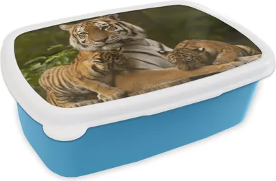 Obrázek produktu pro KitchenYeah® Lunchbox Box na svačinu 17x11 cm Tygr - Mláďata - Přírodní dětský svačinový box - Oběd - Plastový - Chlebová plechovka - Box na sendvič - Obědový box pro děti
