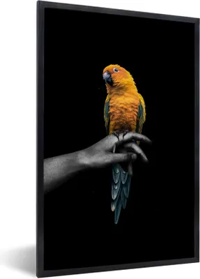 Produktbild von MuchoWow® MuchoWow® Gerahmtes Poster Vogel - Zweig - Papagei 40x60 cm - Poster mit zchwarzem Bilderrahmen - Papierdruck - Wandbilder
