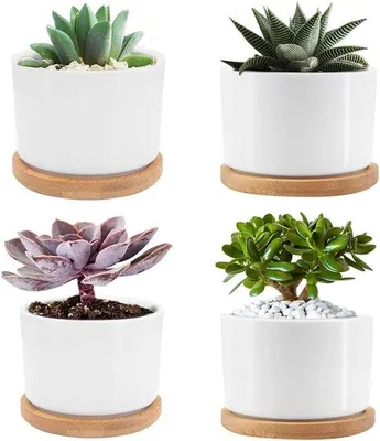 Zdjęcie produktu dla Zestaw sukulentów - minimalistyczny design - 4 sztuki - biała ceramika - 7,5 cm