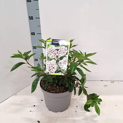 Obrázek produktu pro Kalmia lat. 'Peppermint' – kalmia | 25–30 cm v květináči