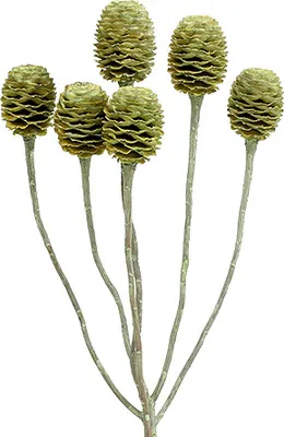 Produktbild von 25 Stk. Gefrostete Sabulosum Zweige 4-6 Köpfe, Natur-Deko in Grün, 25 Stück