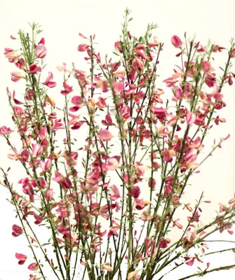 Produktbild von Elfenbeinginster ` Cytisus praecox Hollandia ` Ginster Hollandia 60 - 80 cm