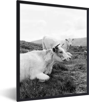 Produktbild von MuchoWow® MuchoWow® Gerahmtes Poster Ruhende Kühe auf einem Berg 60x80 cm - Poster mit zchwarzem Bilderrahmen - Premium - Wanddeko Wohnzimmer