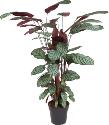 Immagine prodotto di Calathea Oppenheimiana in cesto, pianta da appartamento Ø 27 cm, 130 cm, decorazione esotica