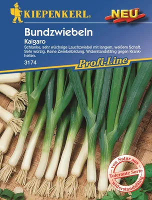 Produktbild von Bundzwiebel Kaigaro | Zwiebelsamen von Kiepenkerl