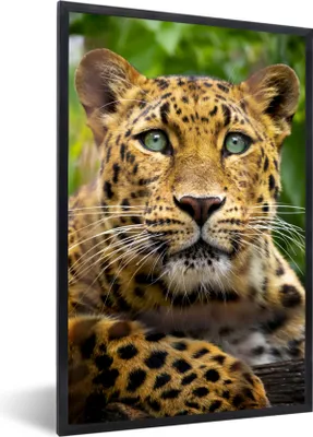 Produktbild von MuchoWow® MuchoWow® Gerahmtes Poster Panther - Dschungel - Grün 60x90 cm - Poster mit zchwarzem Bilderrahmen - Kunst