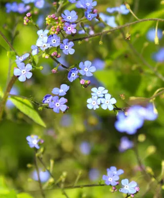 Produktbild von 10 Stück Stauden Kleinblütige Bergminze Calamintha nepeta 'Blue Cloud'