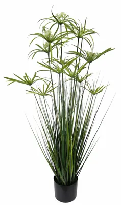 Produktbild von Zypern-Gras im Topf Grasbusch groß Gras Ziergras Dekopflanze künstliches Zyperng