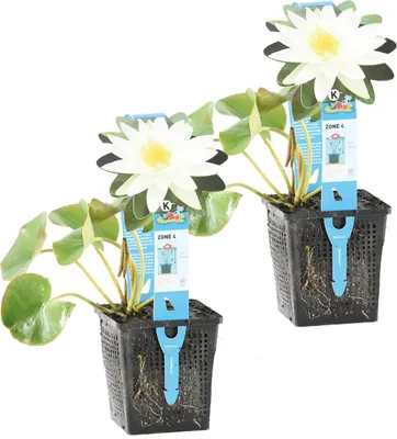 Produktbild von Bloomique - 2er Set - Nymphaea Marliacea Albida - Weiße Seerose - Zone 4 - Teichpflanzen Winterhart - Wasserpflanzen - Höhe 20-30 cm - Topf 11 cm