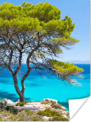Produktbild von MuchoWow® Poster Baum - Meer - Tropisch - Sommer 60x80 cm - Schlafzimmer Dekoration