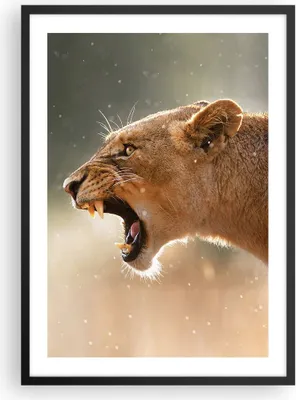 Produktbild von Gerahmtes Poster - Schwarzer Rahmen - Löwe Löwin Reißzähne - 50x70 cm - Wand Bild - Wanddeko - Wandbilder - Kunstposter - Wandposter - Bilderrahmen - Bilder - Kunstdruck - Wandbild - P2BPA50x70-4137