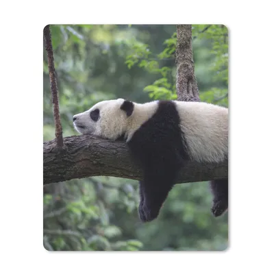 Produktbild von MuchoWow® Mauspad Mousepad Panda - Baum - Tiere - Natur 30x40 cm - Mousepads - Maus Mat - Pad - Mausunterlage - Mausmatten
