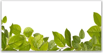 Produktbild von Tulup Leinwand-Bilder 120x60 Wandbild Canvas Kunstdruck Blätter Pflanzen