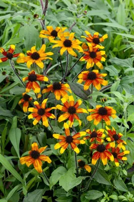 Produktbild von Rudbeckia triloba 'Prairie Glow', gelb-orange, ca. 9x9 cm Topf