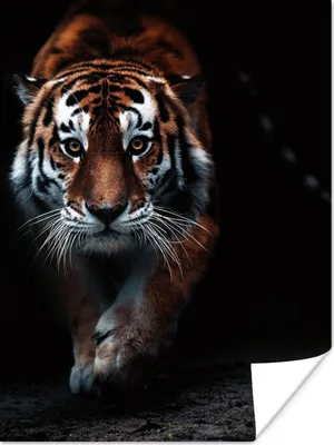 Produktbild von MuchoWow® Poster Tiere - Tiger - Schwarz - Wild - Porträt 120x160 cm - Wandbilder