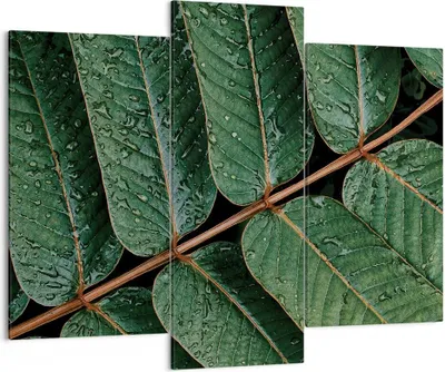 Produktbild von Bild auf Leinwand - Leinwandbild - 3 Teile - Tropfen Wasser Blätter - 130x100cm - Wand Bild - Wanddeko - Wandbilder - Leinwanddruck - Bilder - Wanddekoration - Leinwand bilder - CB130x100-4328