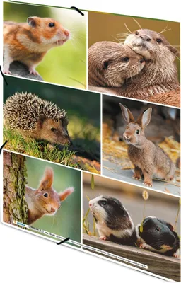 Produktbild von Sammelmappe A4 Karton Nagetiere Packung mit 3 Stück