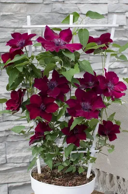 Obrázek produktu pro Clematis Nubia - cervená klematis Evison, Ø15cm, 65cm, bohate kvetoucí a letní