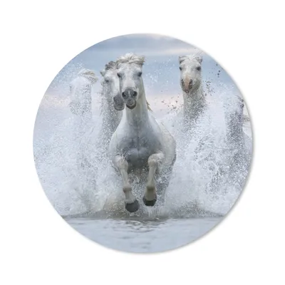 Produktbild von MuchoWow® Mauspad Mousepad Eine Herde weißer Pferde galoppiert durch das Wasser in der Camargue 20x20 cm - Mousepads - Maus Mat - Pad - Mausunterlage - Schreibtischmatte
