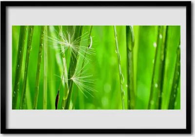 Produktbild von Bild 70x50 MDF-Rahmen Wandkunst Gras Natur Pflanze