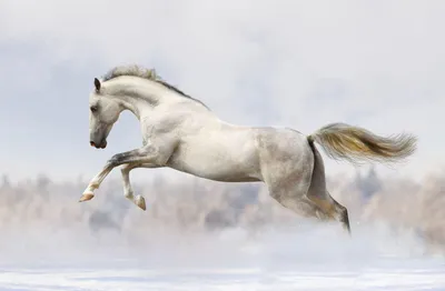Image de Tapis magnétique pour habillage de radiateur White Horse Galop 60x100cm
