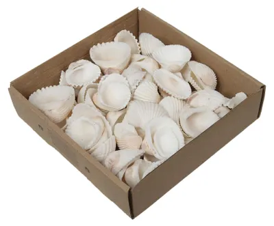Produktbild von 800g Muscheln natur weiß ca. 2-8cm mix