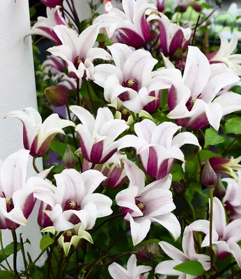 Produktbild von BALDUR Garten 1x Tulpen-Clematis 'Princess Kate®', Pflanze im 2 Liter-Topf, winterhart, hunderte Blüten, einmaliges Farbspiel, perfekt für Spaliere, Zäune & Obelisken, mehrjährig, pflegeleicht