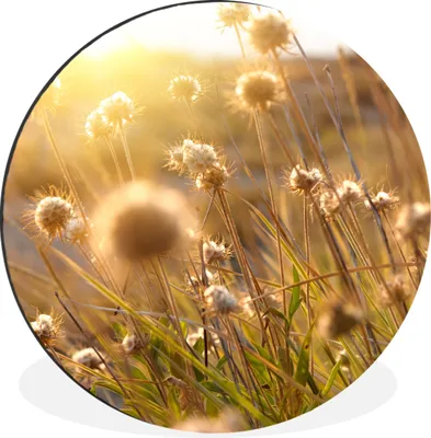 Produktbild von MuchoWow® Aluminium Wandkreis Pflanzen - Natur - Blumen - Sonne - Horizont Ø 30 cm Wanddeko Modern Wohnzimmer - Wand Bild - Wohnzimmer - Runde Bilder - Alubilder - Kunst für zu Hause - Aluminium - Wanddekoration