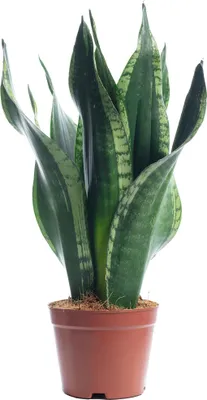Produktbild von Sansevieria 'Black Coral' – Pflegeleichter Bogenhanf, ca. 30 cm hoch, Topf-Ø 12 cm