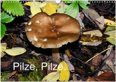 Produktbild von Pilze, Pilze (Wandkalender 2025 DIN A3 quer), CALVENDO Monatskalender