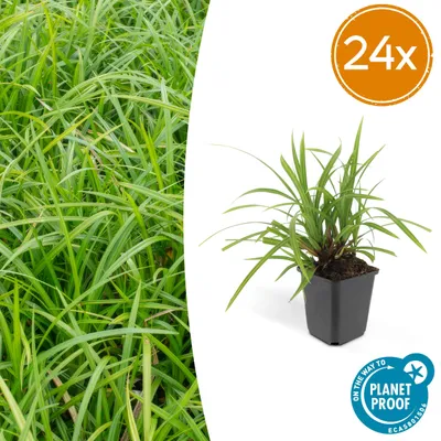 Productafbeelding van Carex morrowii 'Irish Green' | 24 stuks - 10-25cm - Ø9cm - Tuinplant