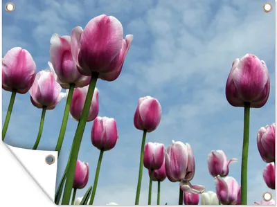 Produktbild von MuchoWow® 40x30 cm Outdoor-Poster Gartendeko Sichtschutz Garten Poster für den Garten  Tulpen für blauen Himmel