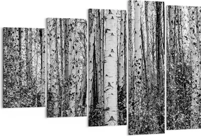 Produktbild von Bild auf Leinwand - Leinwandbild - 5 Teile - Birken Wald Monochrom - 150x100cm - Wand Bild - Wanddeko - Wandbilder - Leinwanddruck - Bilder - Wanddekoration - Leinwand bilder - EG150x100-4643