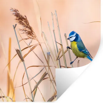 Produktbild von MuchoWow® Wandtattoo Wandsticker Wandaufkleber Vogel - Blaumeise - Schilf 80x80 cm Selbstklebend und Repositionierbar - Wierderverwendbar - Selbstklebend