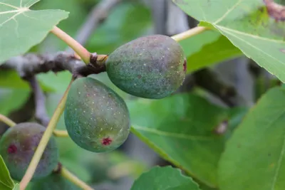 Produktbild von Ficus carica 'Firoma', Feigenbaum, 40–60 cm, süße Früchte