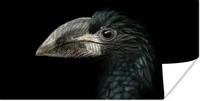 Produktbild von MuchoWow® Poster Vogel - Porträt - Hornvogel - Schwarz - Tiere 160x80 cm - Foto Poster