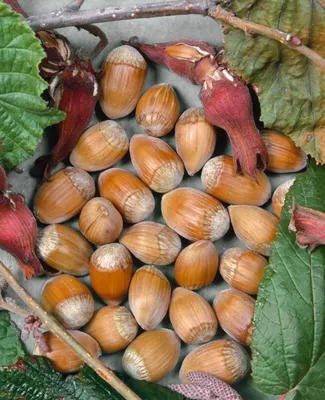 Produktbild von Corylus avellana 'Webbs Preisnuß', Haselnuss, 60–100 cm