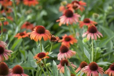 Produktbild von Echinacea purpurea, Sonnenhut, rosa, ca. 9x9 cm Topf
