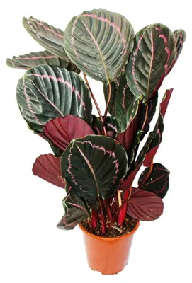 Zdjęcie produktu dla Duża roślina cieniolubna o oryginalnym wzorze liści - Calathea Dottie - doniczka 17 cm - wysokość ok. 60 cm