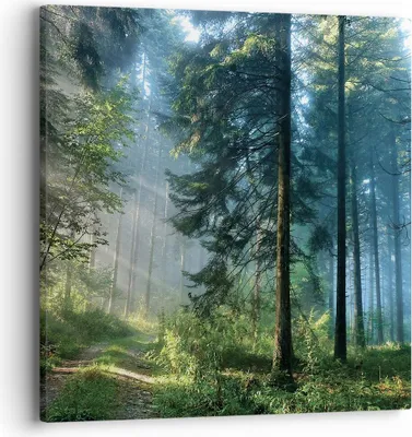 Produktbild von Bild auf Leinwand - Leinwandbild - Einteilig - Wald Dämmerung die Sonne - 40x40cm - Wand Bild - Wanddeko - Wandbilder - Leinwanddruck - Bilder - Wanddekoration - Leinwand bilder - AC40x40-4398