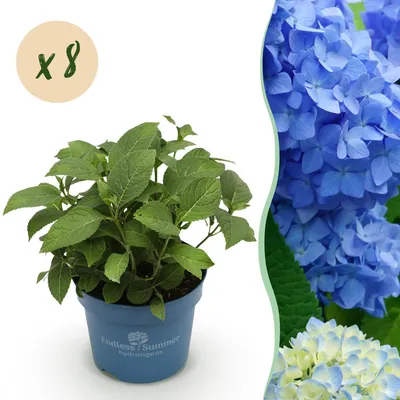 Immagine prodotto di Ortensia Hydrangea Endless Summer The Original Blue, set da 8 - resistente al