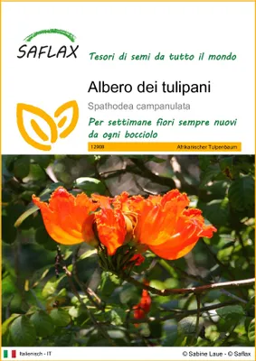 Immagine prodotto di SAFLAX  - Albero dei tulipani - 30 semi - Spathodea