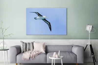 Produktbild von OneMillionCanvasses® - Leinwandbilder - 140x90 cm, Albatros - Fliegen - Tiere, Wandbilder Kunstdruck Wanddekoration