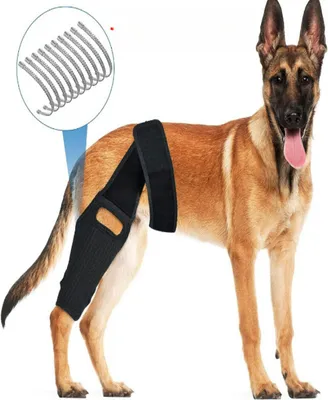 A dog wearing a black knee brace on its hind leg, with a close-up inset of the brace's fasteners.