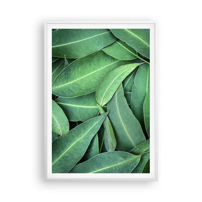 Produktbild von Gerahmtes Poster - Weißer Rahmen - Blätter Eukalyptus Natur - 70x100 cm - Wand Bild - Wanddeko - Wandbilder - Kunstposter - Wandposter - Bilderrahmen - Bilder - Kunstdruck - P2WPA70x100-4933