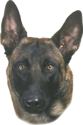 Image de Nobby Autocollants Malinois 120 x 150 mm, lot de 2