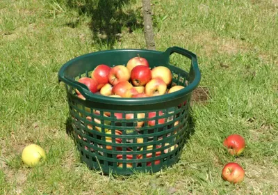 Produktbild von Kartoffelkorb 15 kg, grün 40 x 28 x 25 cm, 22 l