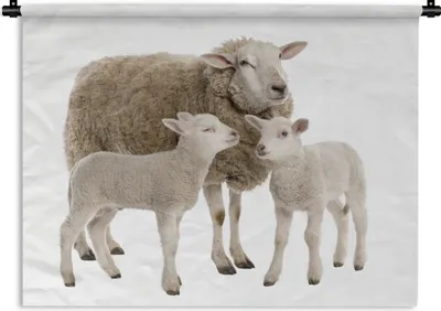Produktbild von MuchoWow® Wandteppich Wandbehang Schafe - Tiere - Lamm 150x112 cm Tapisserie Dekoration Wandtuch - Wanddecke - Wandteppiche