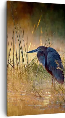 Produktbild von Bild auf Leinwand - Leinwandbild - Vogel Natur Wasser - 45x80cm - Wand Bild - Wanddeko - Wandbilder - Leinwanddruck - Bilder - Kunstdruck - Wanddekoration - Leinwand bilder - Wandkunst - PA45x80-3708